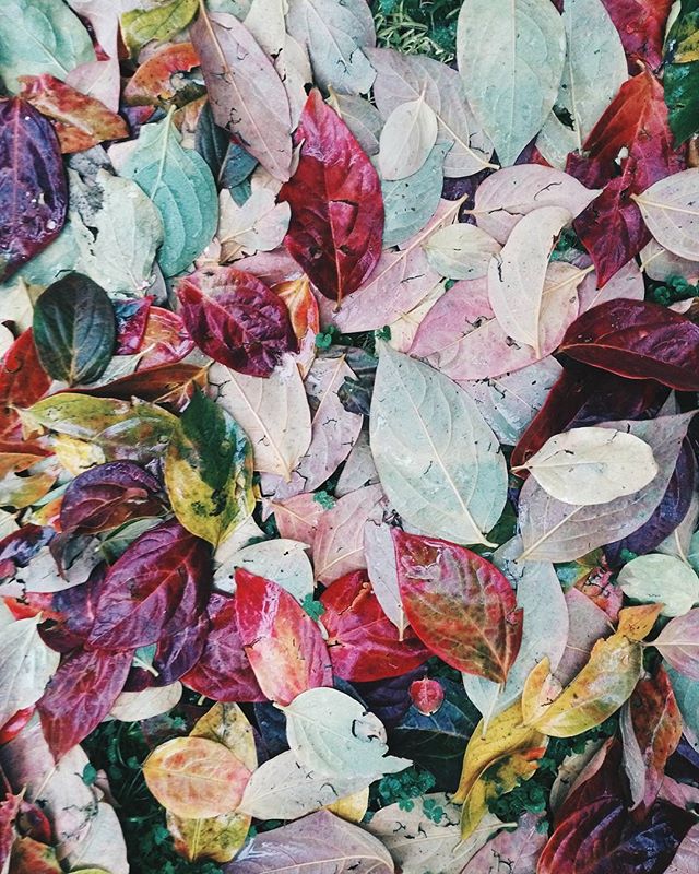 natura-felicenovembre