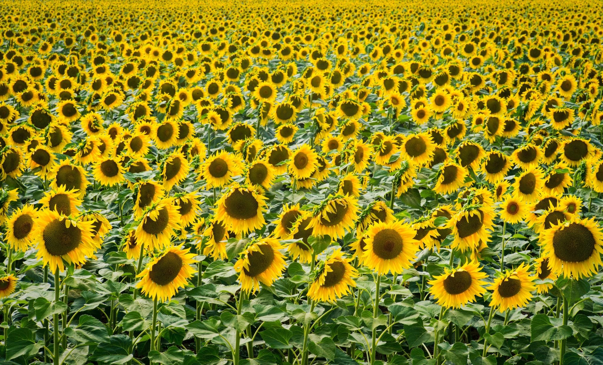 Girasoli_spadelliamo Girasoli_spadelliamo